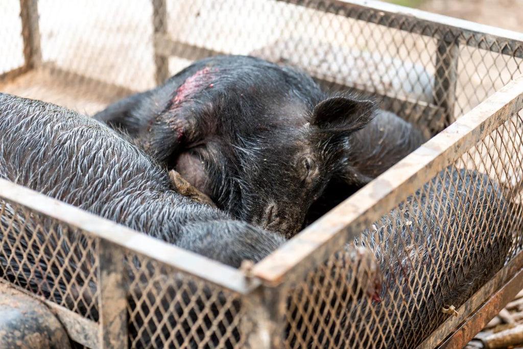 A Wild Adventure In East Texas Hog Hunting