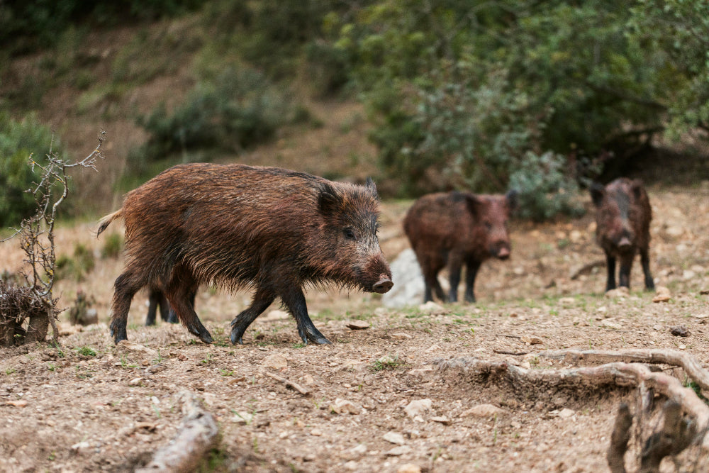 Find Out the Best Place for Hong Hunting in Texas