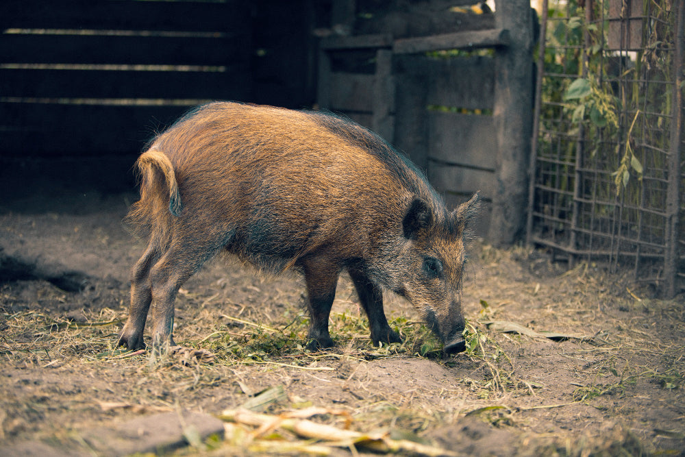 Wild Pig Hunting in Texas: Rules, Land Access and Timing for Beginners