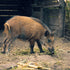 Wild Pig Hunting in Texas: Rules, Land Access and Timing for Beginners