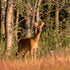 Why Affordable Texas Deer Hunts Are Gaining Buzz?