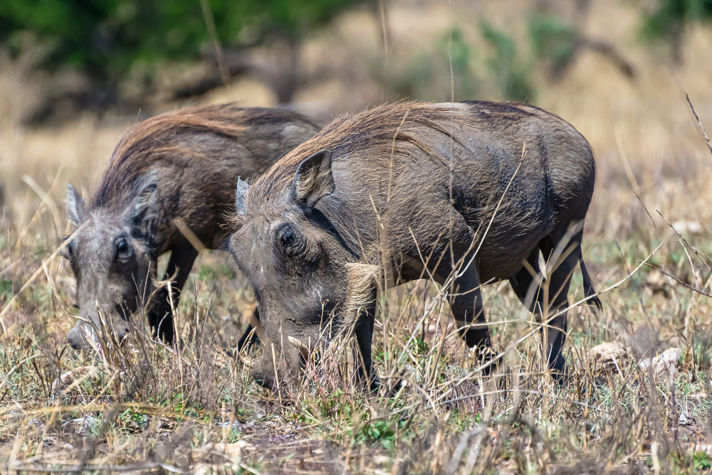 5 Questions Visitor Ask Before Going For Hog Hunting In Austin Texas