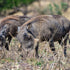 5 Questions Visitor Ask Before Going For Hog Hunting In Austin Texas