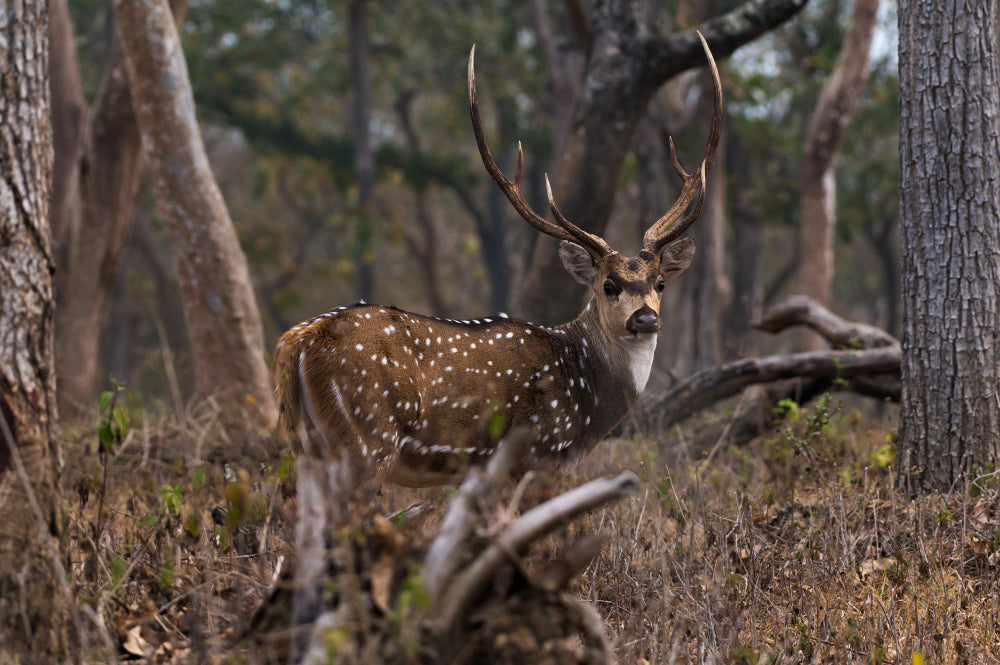The Role of Managed Ranches in Preserving Quality Deer Hunts in South Texas