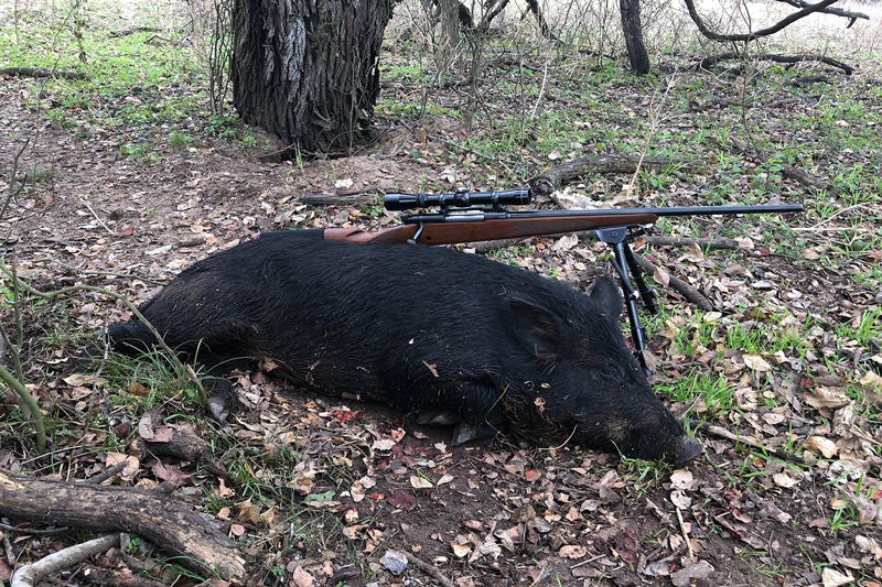 Choosing the Right Season for Consistent Hog Hunting Trips in Texas