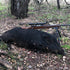 Choosing the Right Season for Consistent Hog Hunting Trips in Texas