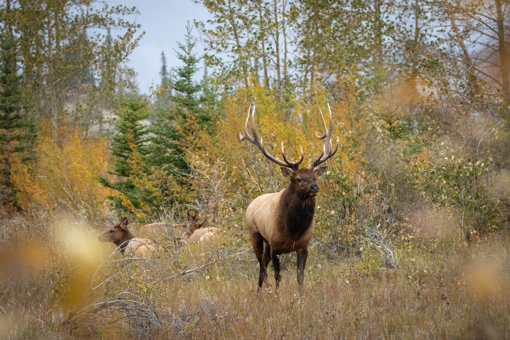 Texas Deer Hunting Adventures: All You Need to Know