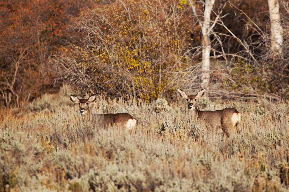 7 Tips to Know When Go for a Hog and Deer Hunting in Texas