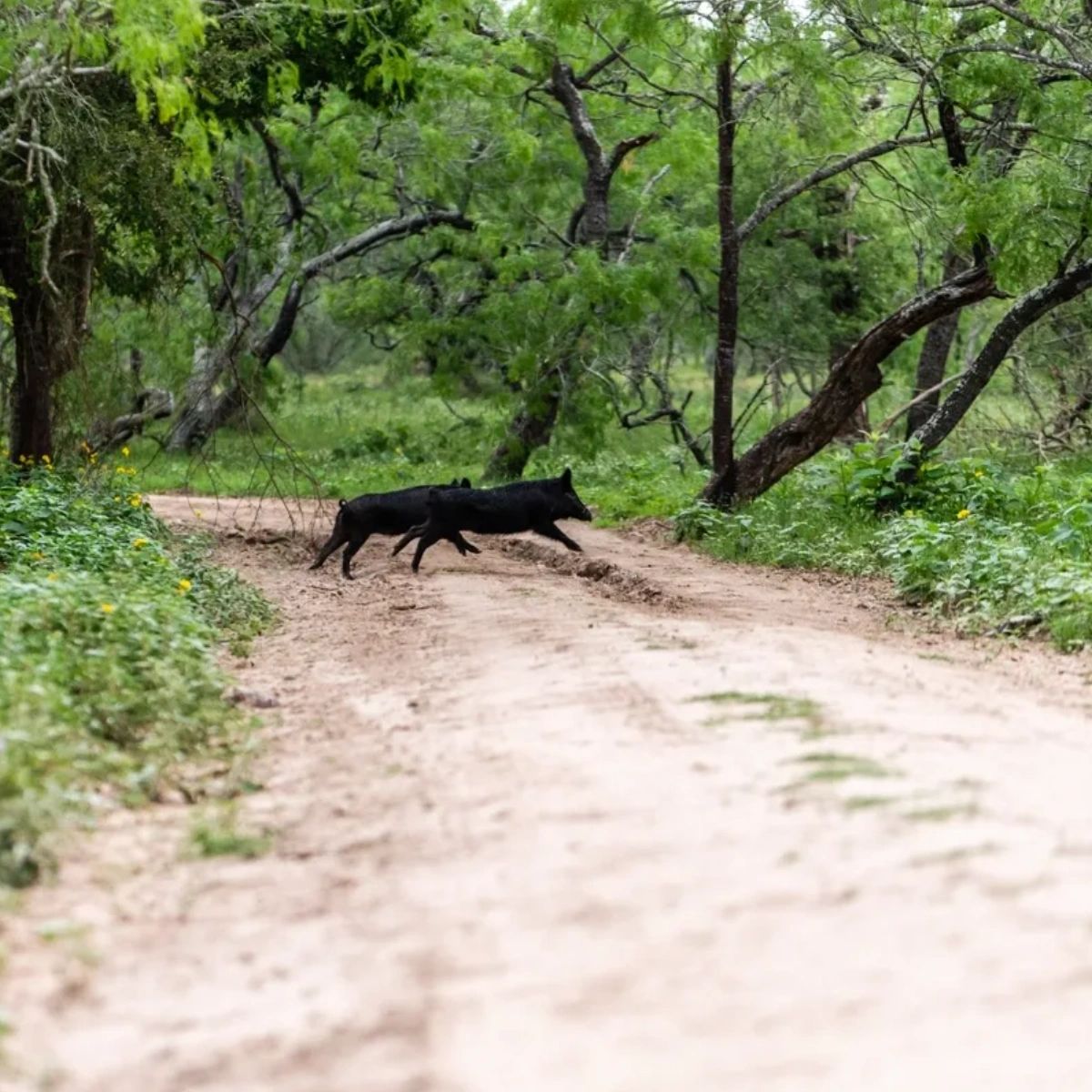 Texas Bow Hunting Ranches: Texas Hog Hunts