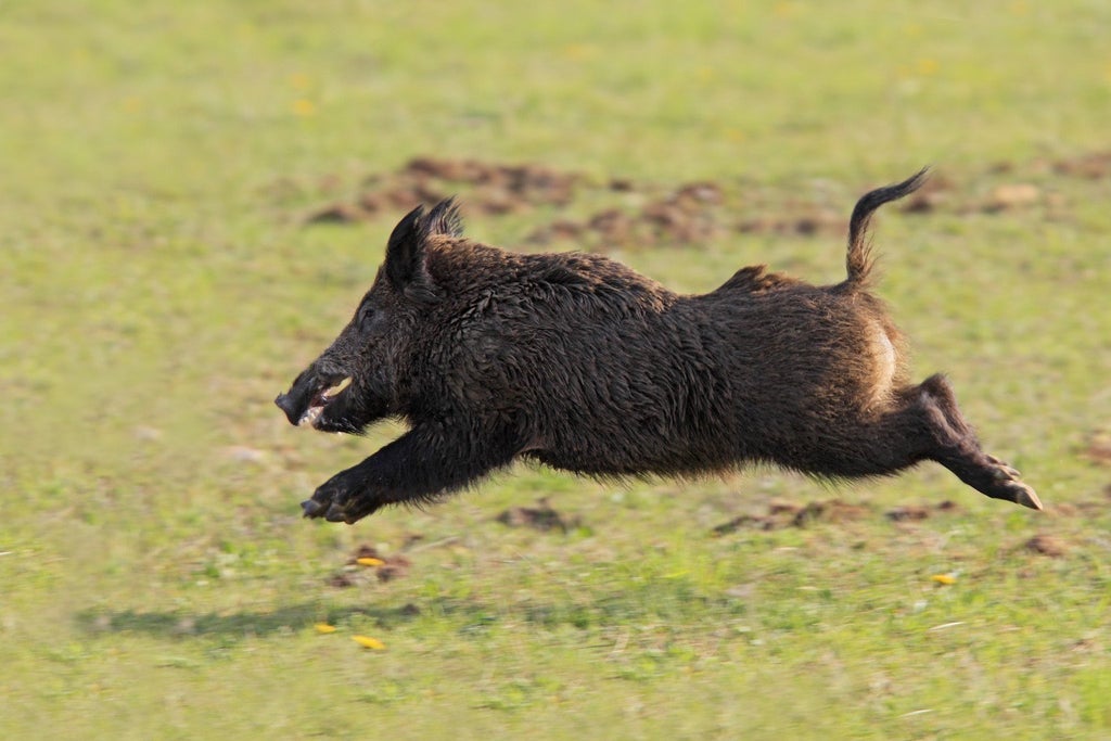Key Features to Look for in Professional West Texas Hog Hunting Ranches