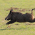 Key Features to Look for in Professional West Texas Hog Hunting Ranches