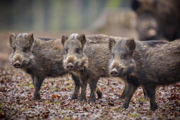What Nobody Tells You About Hog Hunting South Texas Cheap?