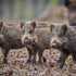 What Nobody Tells You About Hog Hunting South Texas Cheap?