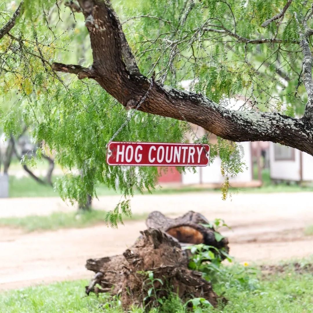 A Wild Adventure In East Texas Hog Hunting