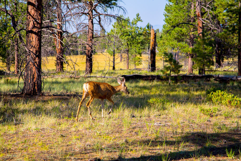 Deer Hunting Packages in Texas - A Thrill Experience