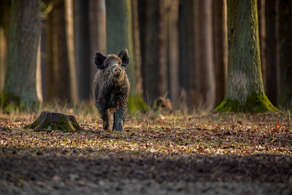 Planning a Successful West Texas Pig Hunting Trip Made Easy