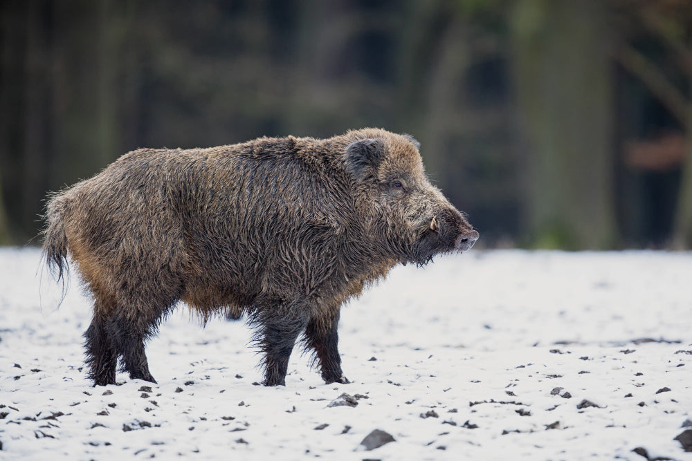 Houston, Texas Hog Hunting: Your Guide to Nearby Adventures