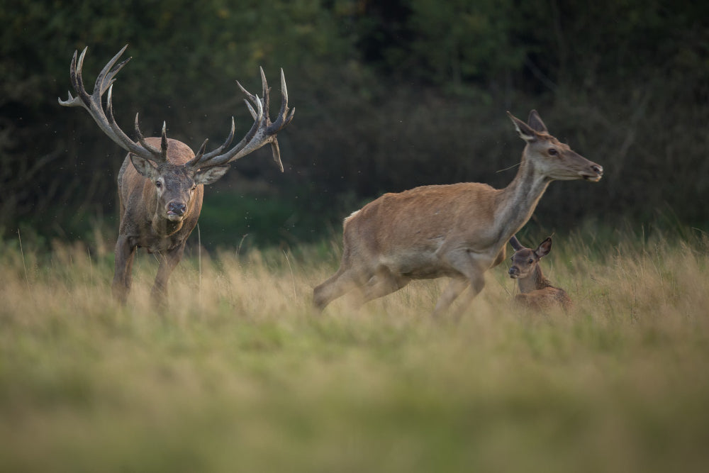 Why Texas Deer Hunting is Best for Beginners