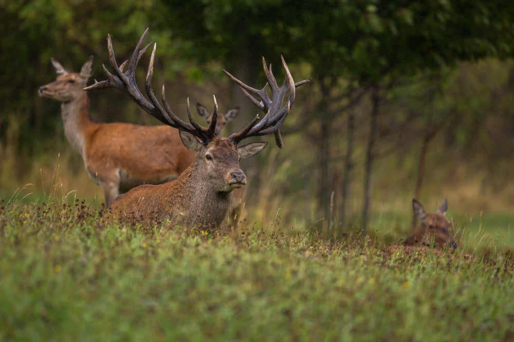 Want to Joint Deer Hunting Trips in Texas? Texas Hunt Ranch Can Help!