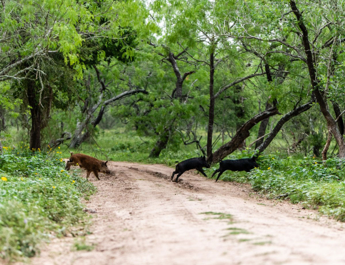 Find the Most Affordable Hog Hunting Near Houston, Texas For Next Trip