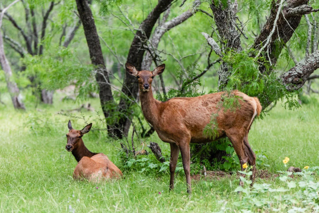 Texas Deer Hunting Guide