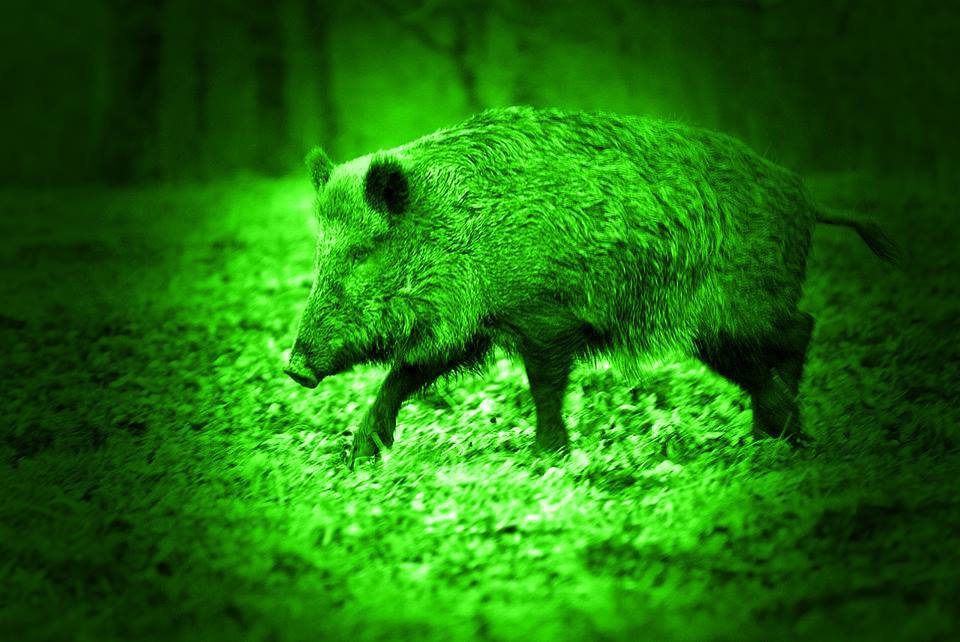 Where To Hunt Hogs In Texas For The Best Experience?