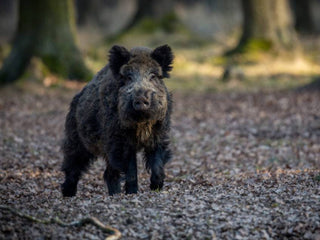 Everything a Beginner Should Know About Wild Hog Hunting in Texas