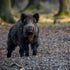 Everything a Beginner Should Know About Wild Hog Hunting in Texas