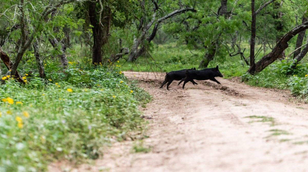 How Night Hog Hunting Texas Brings New Challenges And Rewards?