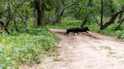 How Night Hog Hunting Texas Brings New Challenges And Rewards?