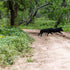 How Night Hog Hunting Texas Brings New Challenges And Rewards?