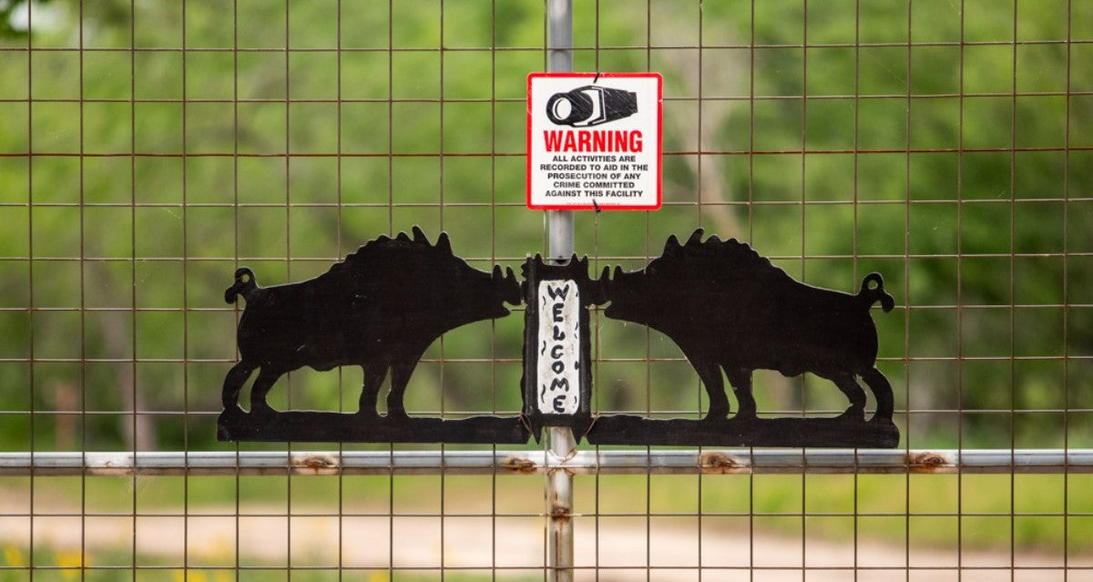 West Texas Hog Hunting Ranches: The Experience Beyond the Hunt