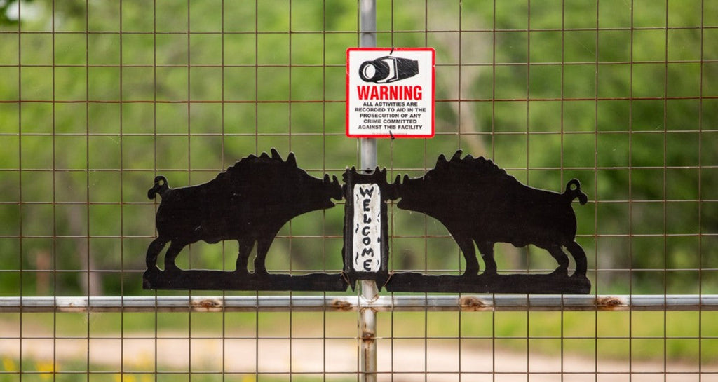 West Texas Hog Hunting Ranches: The Experience Beyond the Hunt
