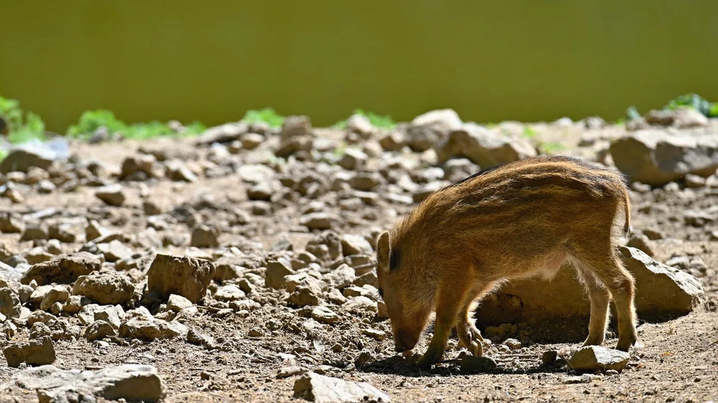 Hunt, Track, and Conquer-The Best Hog Hunting Ranch in Texas