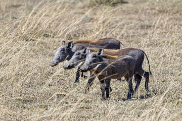 Hog Hunting in Texas - Experience the Wild Like Never Before!