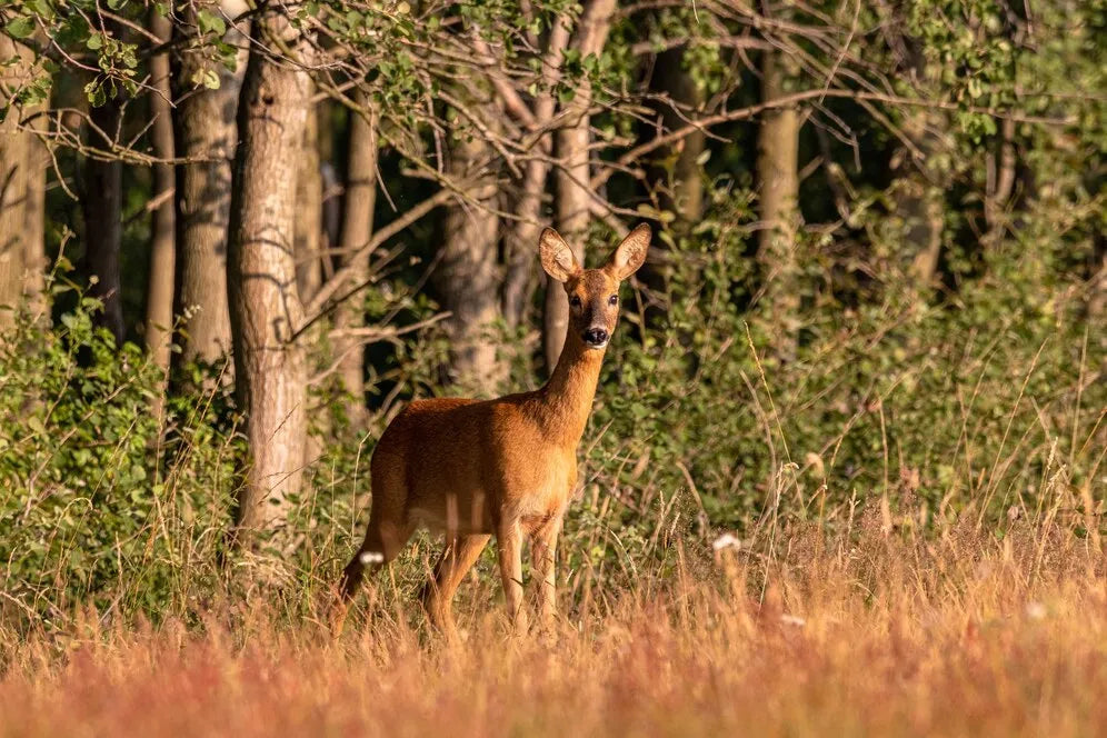 Unveiling Texas’s Hidden Gem for Deer and Exotic Hunts