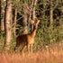 Unveiling Texas’s Hidden Gem for Deer and Exotic Hunts