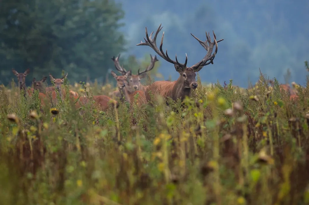 Essential Gear for a Successful Texas Deer Hunting Adventure