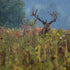 What Affordable South Texas Deer Hunts Actually Get You
