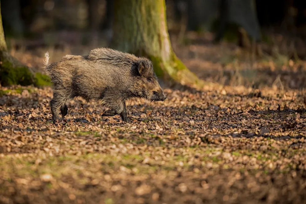 Can You Find Real Hog Action Near Austin, Texas?