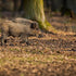 Can You Find Real Hog Action Near Austin, Texas?