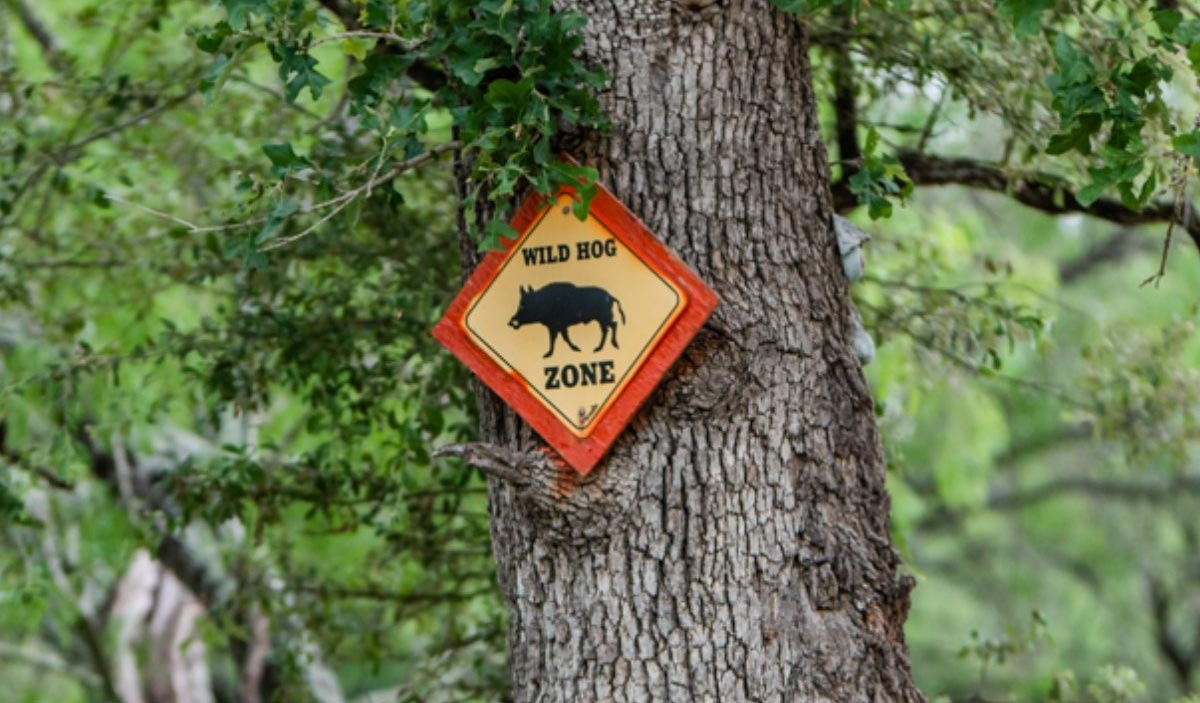 West Texas Hog Hunting Ranches: Why the Terrain Changes the Hunt