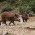 What Separates the Best Texas Hog Hunting Outfitters From the Rest?