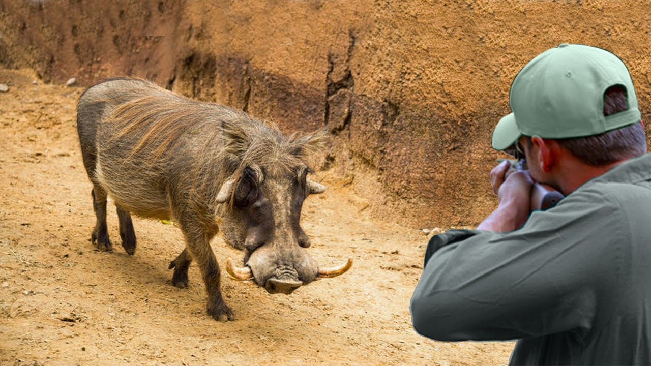 Is Hog Hunting Near Houston, Texas, the Right Choice for Your Next Trip?