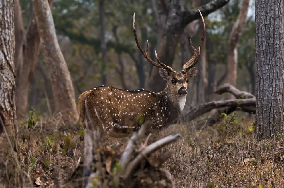 South Texas Deer Hunts Unleash Adventure at Texas Hunt Ranch