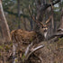 South Texas Deer Hunts Unleash Adventure at Texas Hunt Ranch