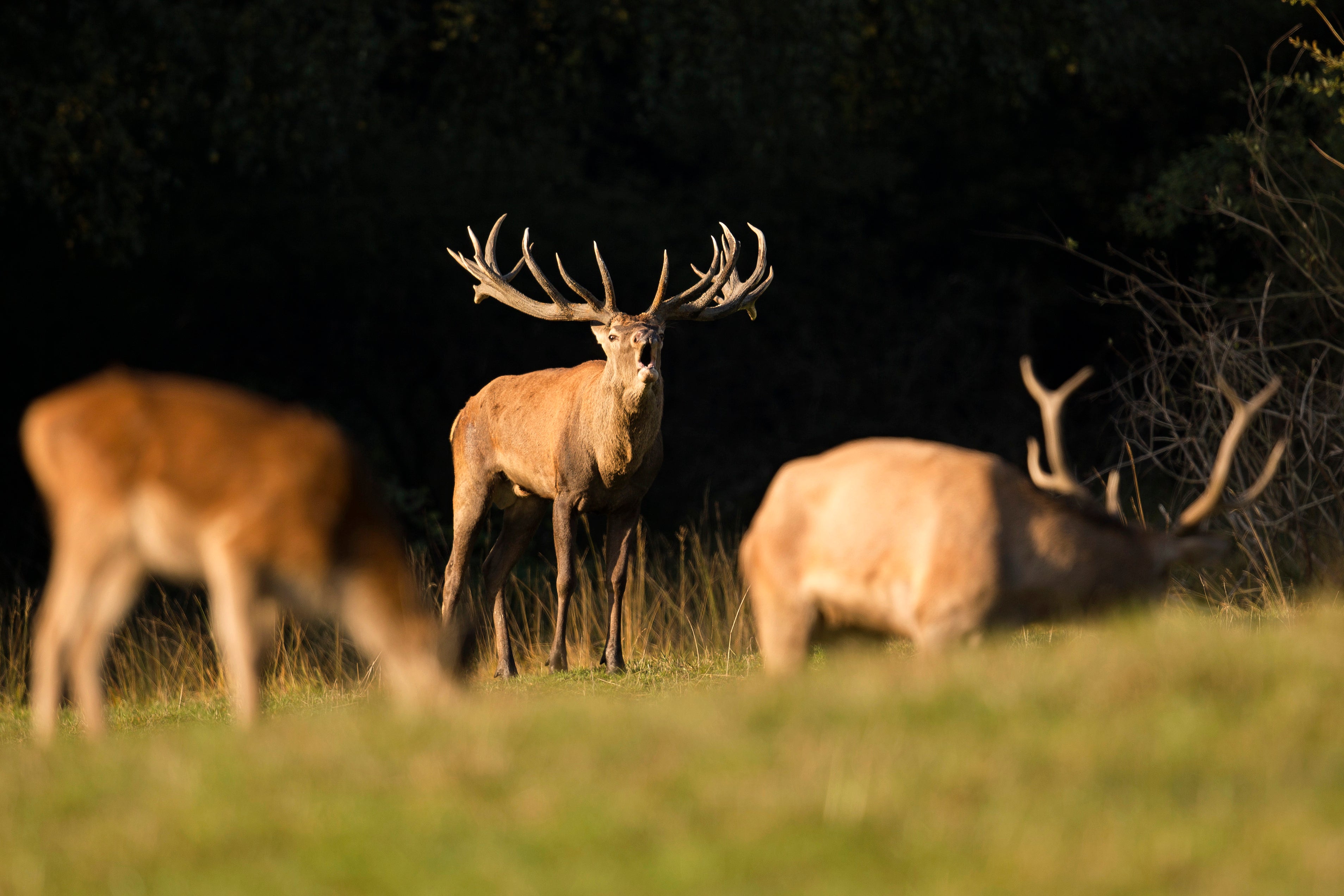 Why South Texas is a Haven for Hog and Deer Hunters