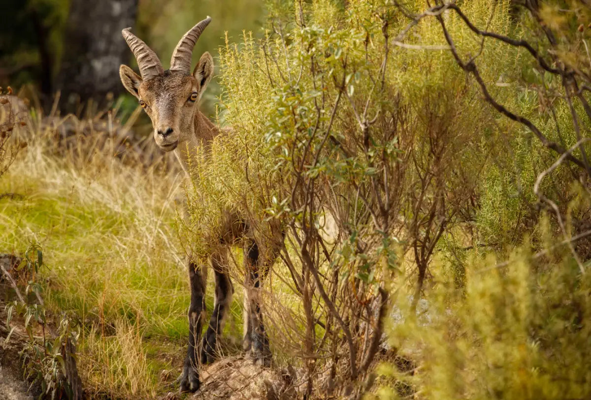 Unleash The Fun: How To Make Your Next Texas Deer Hunting Trip A Blast