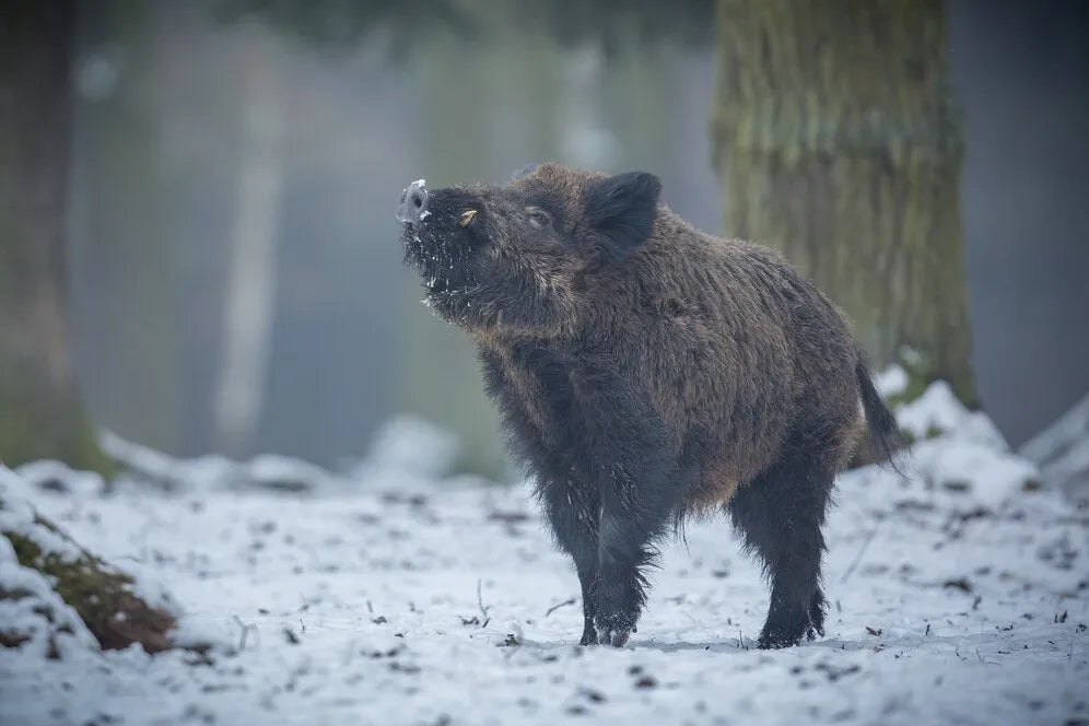 Could Boar Hunting in Texas Boost Your Adventure?