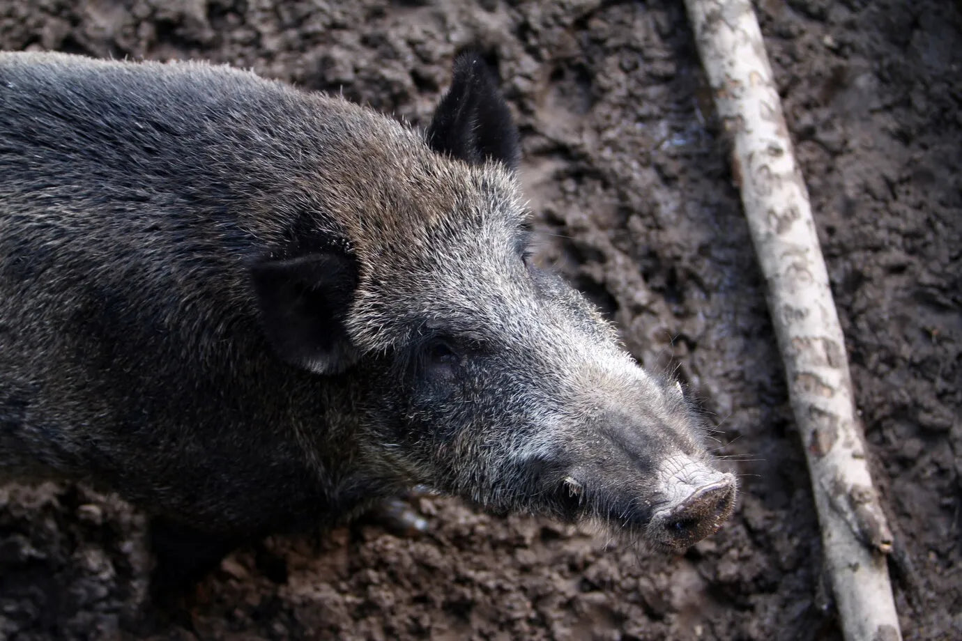 The Ultimate Hog Hunting Experience in Texas: Adventure Awaits at Texas Hunt Ranch